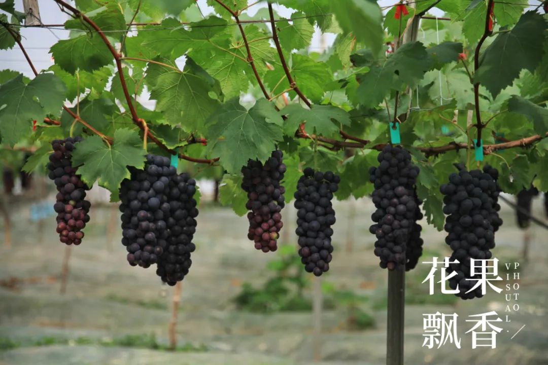 红的发黑的葡萄叫什么,25个早熟新品种葡萄解析