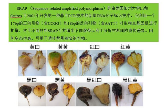 宁夏农科院赵兵,中科院赵兵教授