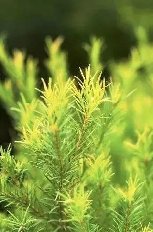 高考风油精备战,高考生提神精油哪种好