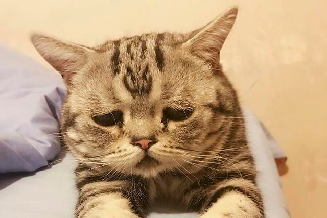 猫得了抑郁症，如何治疗？