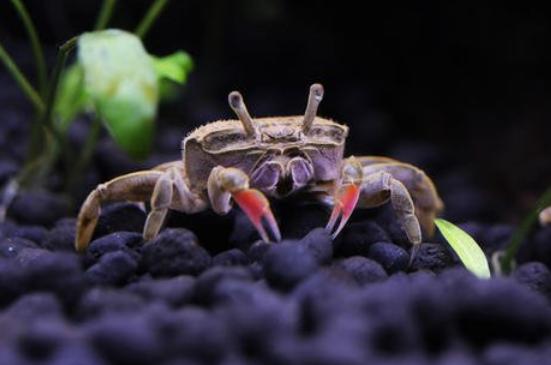 黄头龟在鱼缸里怎么晒背,鱼缸养黄头龟可以不晒台吗