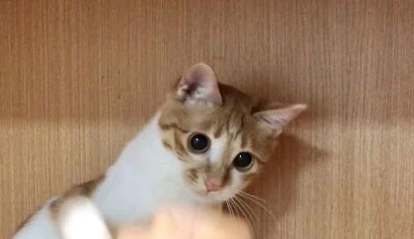 激素是消炎特效药,不要过分误解激素类药物