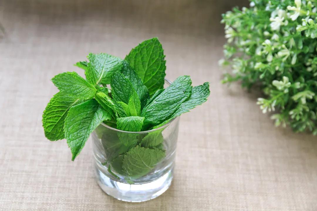 儿童清热解毒润喉茶,润嗓子清热解毒茶民间