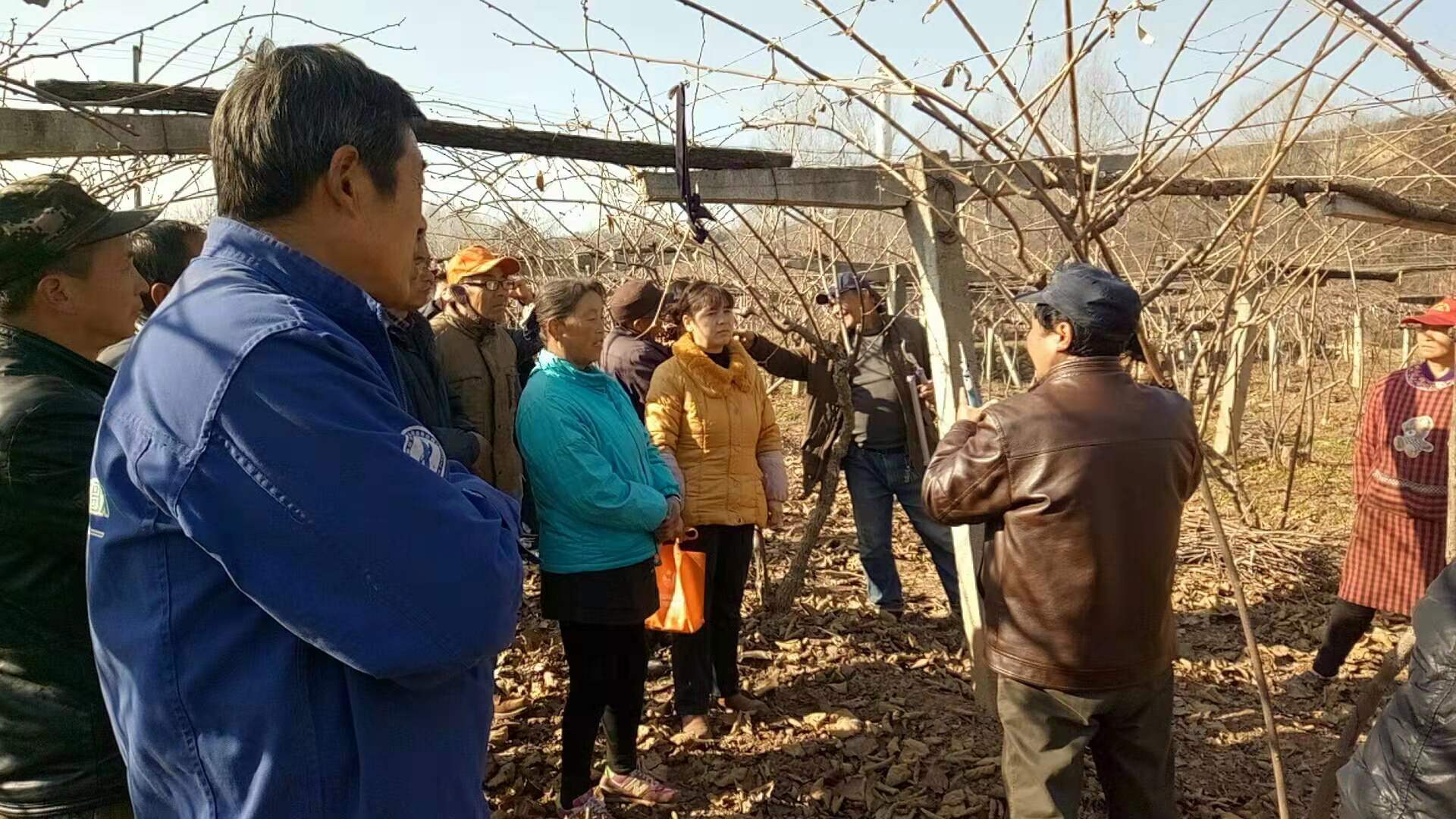 猕猴桃冬季修剪需注意的4个问题,吕岩猕猴桃冬季修剪视频