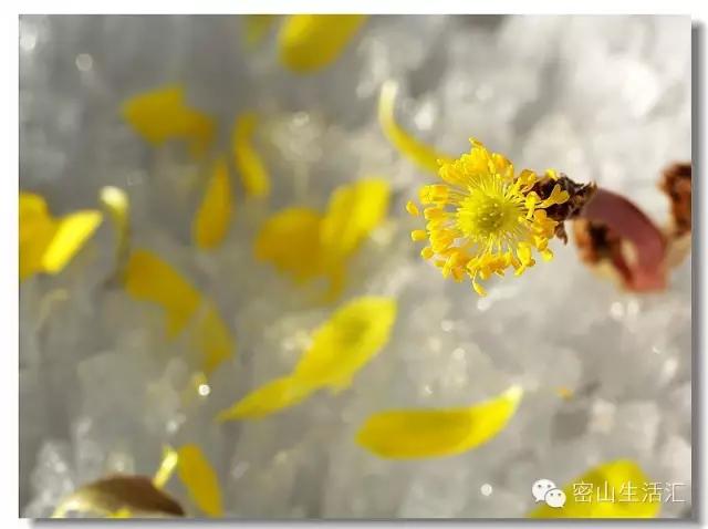 东北的冰凌花视频,东北的冰凌花有什么功效