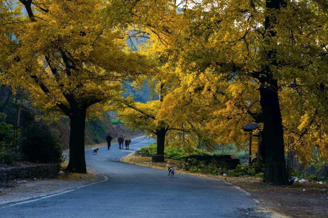 「“孝”感天下情润山水」安陆，一座让你流连忘返的城市！