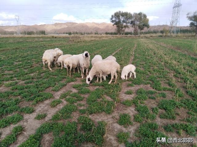 羊产羊羔胎衣不下怎么办,产了牛犊的胎衣不下来怎么办