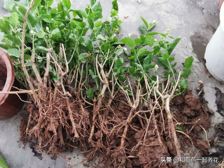 燕燕带你一步一步揭秘为什么花市买的茉莉花不换盆养不活