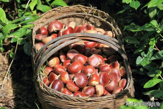 庆余年李云睿的封地信阳,庆余年公主李云睿都和谁有关系