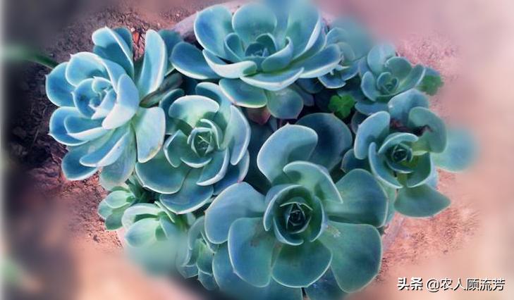 多肉植物玉蝶锦和富士有什么区别,多肉植物玉蝶的养殖方法与管理