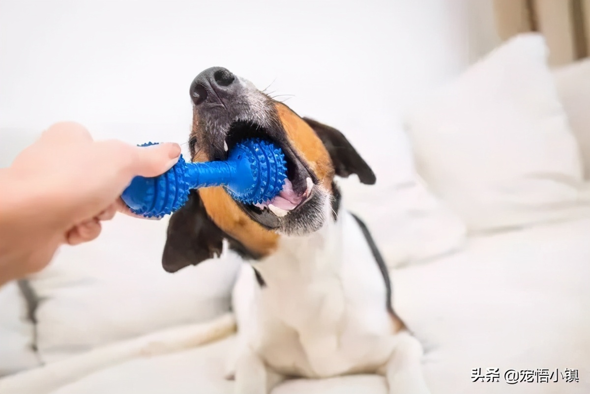 什么都可以拼的上海名媛，却拼不起这些“四脚吞金兽”