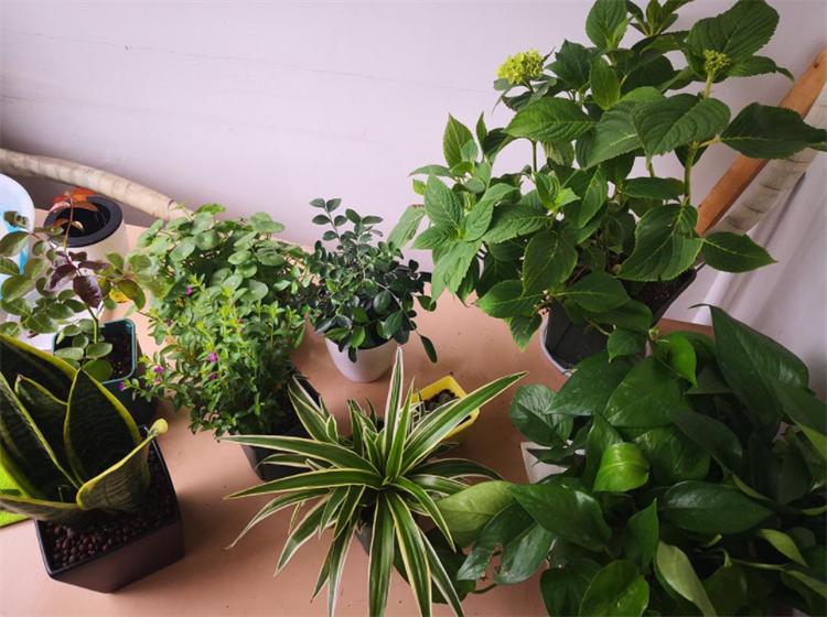 花叶发黄应该怎么办?从5个方面做出调整,十有八九能挽救回来