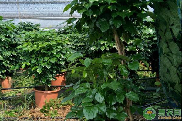 幸福树掉叶子是什么原因造成的,幸福树掉叶子是什么原因引起的