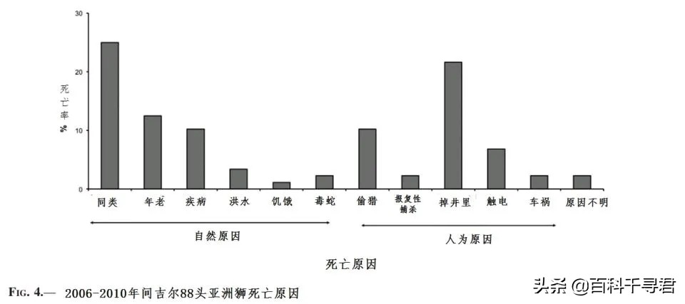 王者也会栽跟头——盘点在野生环境中杀死过成年老虎狮子的动物