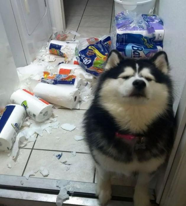 阿拉斯加为什么是雪橇三傻老大,阿拉斯加二哈雪橇三傻怎么区分