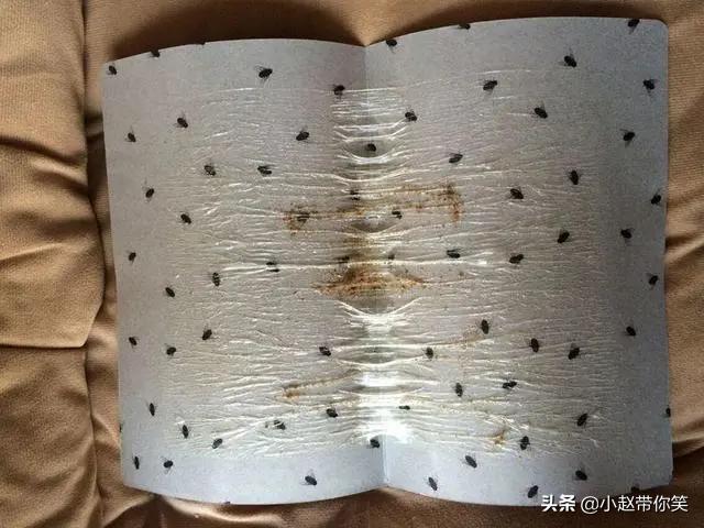家里有苍蝇但是没有苍蝇药怎么办,家里有苍蝇逮不到咋办