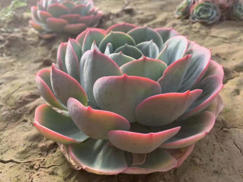 玉蝶直接种地里,个个漂亮长势好!玉蝶度夏这样做,没毛病