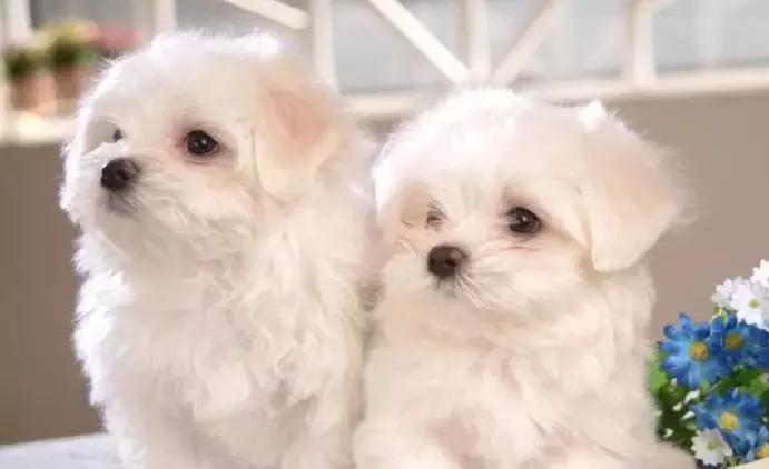 比熊消化不良的症状,比熊消化不良怎么办