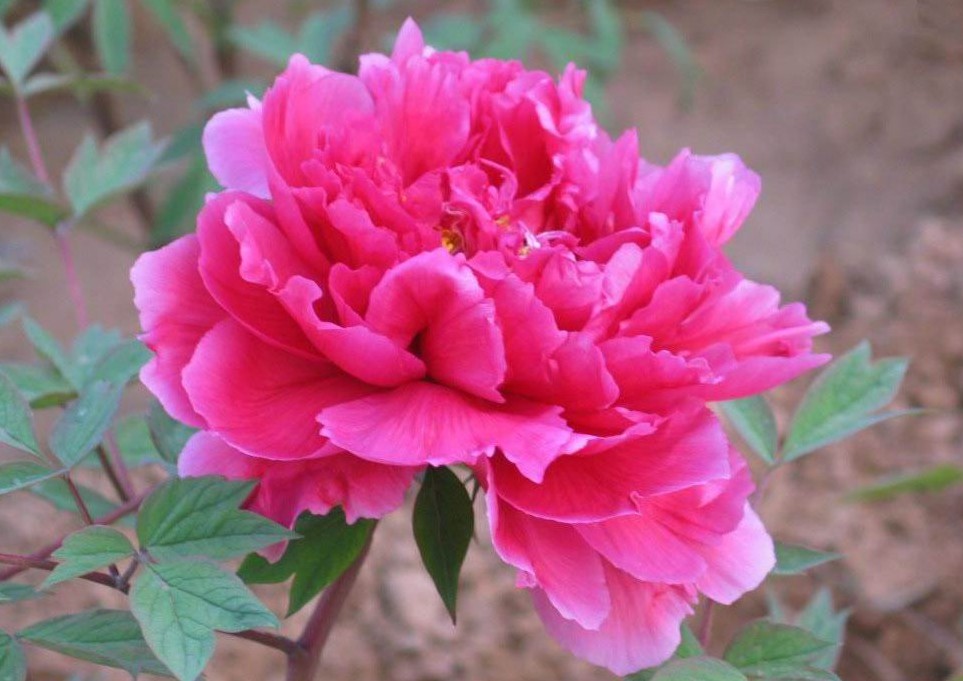 初中文言文一词多义180字,初中文言文一词多义的词