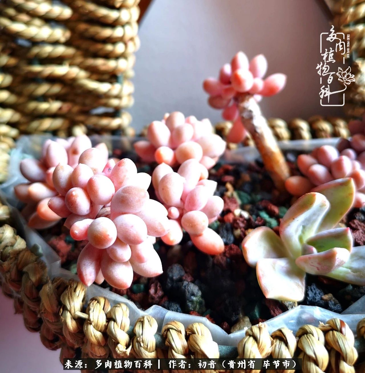 和多肉共度美好时光,与多肉一起成长