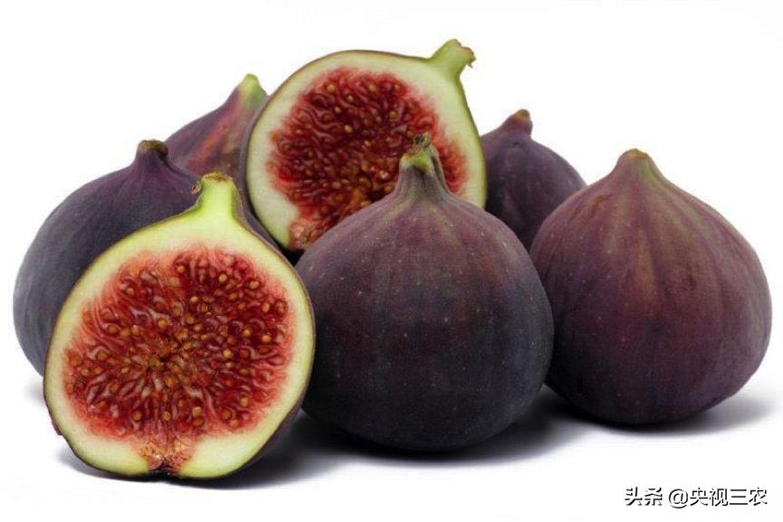 无花果相关知识,无花果的秘密图文结合