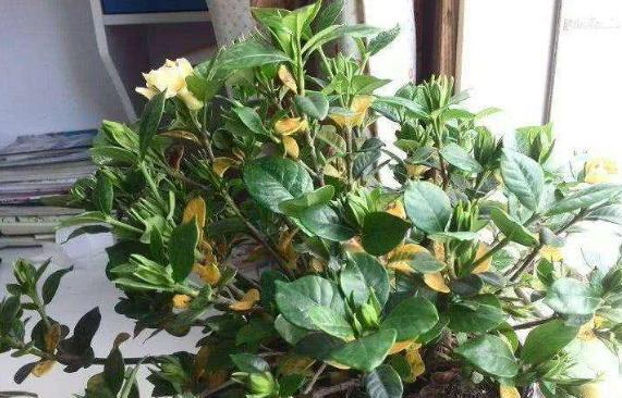 栀子花黄叶重剪后如何养护,栀子花长得细弱黄叶春季如何处理