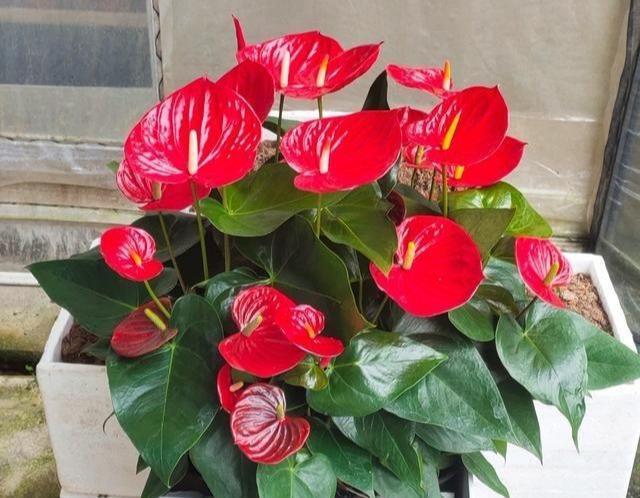 红掌花朵萎蔫的原因,红掌刚出头就干枯是怎么回事