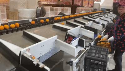 良橙橘日最忆顺昌！主播喊你吃橘子啦