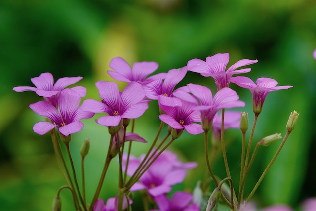 中医的排病反映,中医讲排病反应