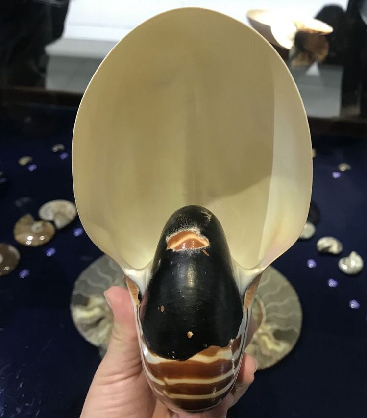 青岛海边的小海螺,青岛沿海的小海螺