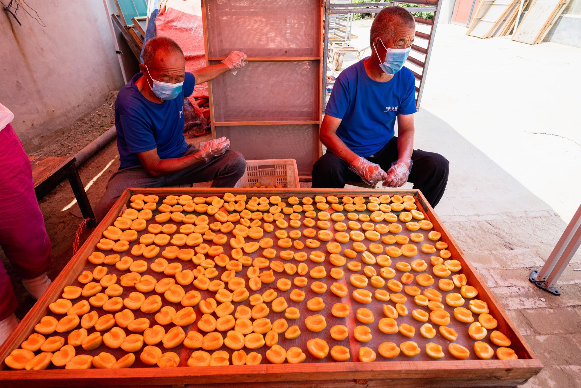 今年618不宅家，不剁手，我去巨鹿过杏节