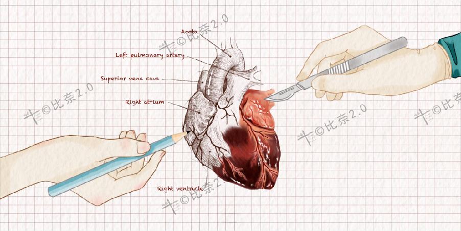 简单易画的人体解剖图,灵魂画手美术生