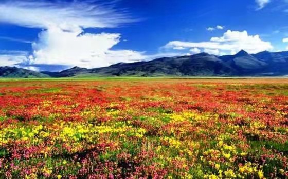 理塘好消息,理塘冬天没有雪