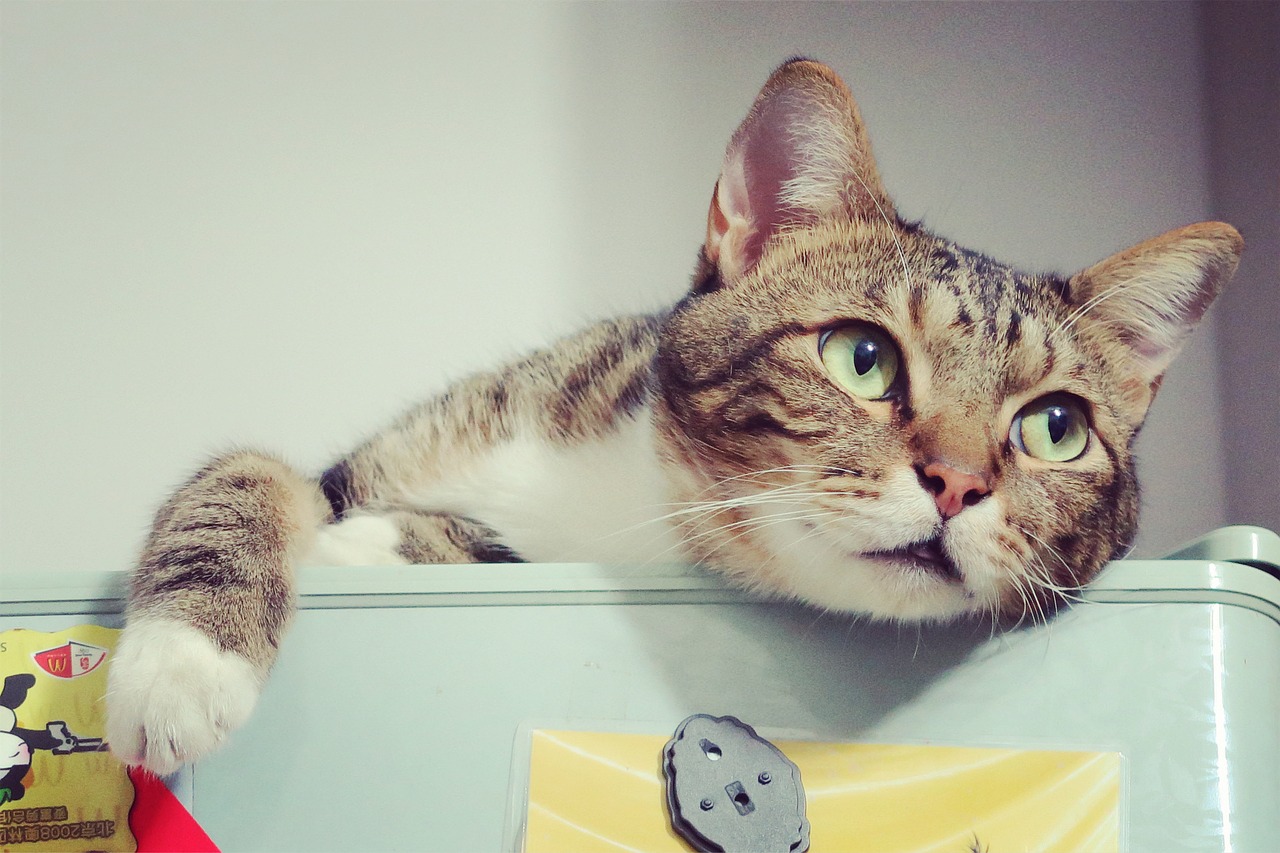 猫咪得了猫癣用妇炎洁,猫咪得了猫癣能擦红霉素软膏