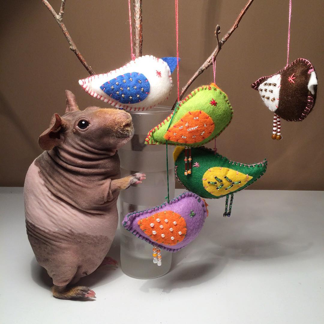 猪崽毛色粗糙饮食正常就是不长,新生猪崽没有毛大猪没奶不吃食