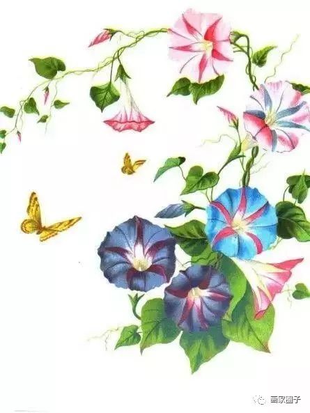 100种漂亮花卉图片,100张漂亮花图