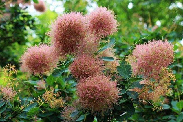 黄栌根腐病,黄栌枯萎病