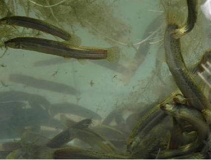 台湾泥鳅养殖方法及饲料配方,有机沼液泥鳅养殖技术