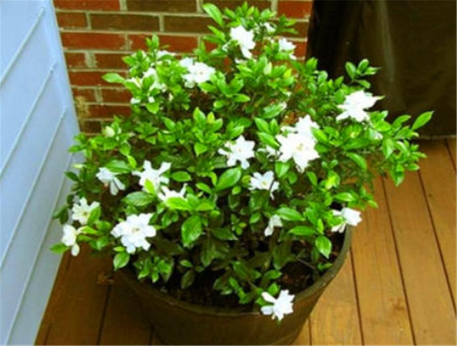 栀子花叶片发黄图片及原因,栀子花叶片发黄的解决方法