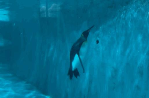 中秋特惠！（9.13-15）深圳海洋世界门票现4折仅69.9抢购~美到爆