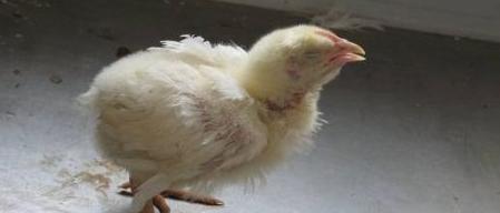 鸡流眼泪眼肿怎么治疗,鸡眼睛肿发黑怎样根治