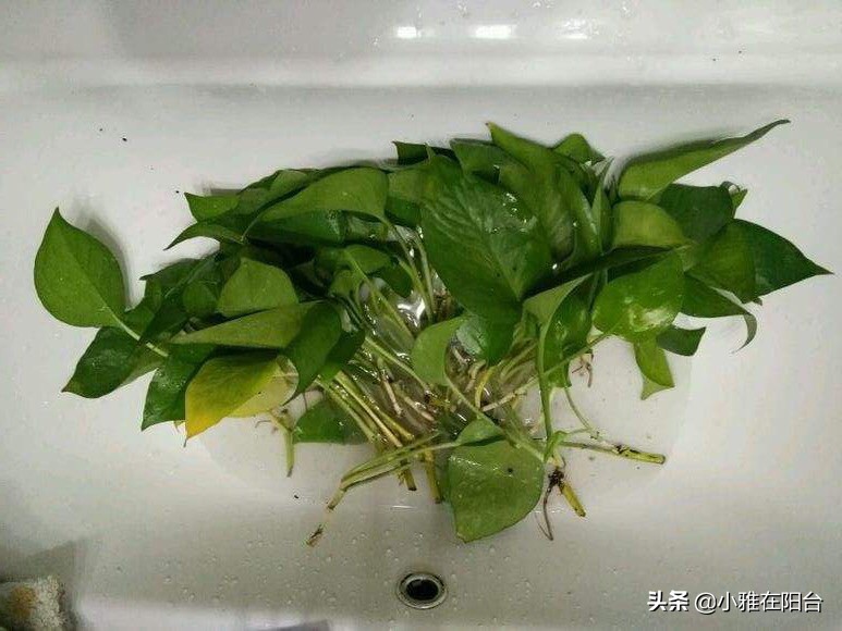 绿萝冬天冻死了明年又发芽,绿萝受冻可以缓过来