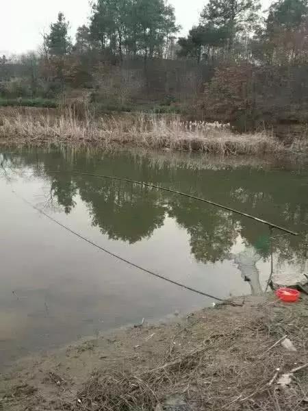 鱼塘出现大黑鱼走近一看发现真相,村民河里捉鱼遇到不明生物