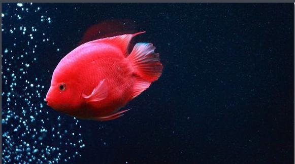 鹦鹉鱼爆鳞是怎么回事,鹦鹉鱼爆卵怎么办