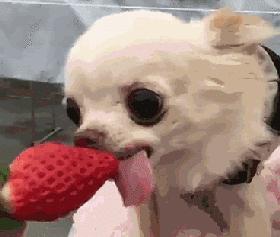 养狗新手与老手的区别,养狗为什么要养纯种犬