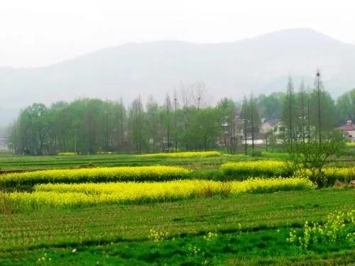 表格填写籍贯是代表什么,填表格里的籍贯是什么意思