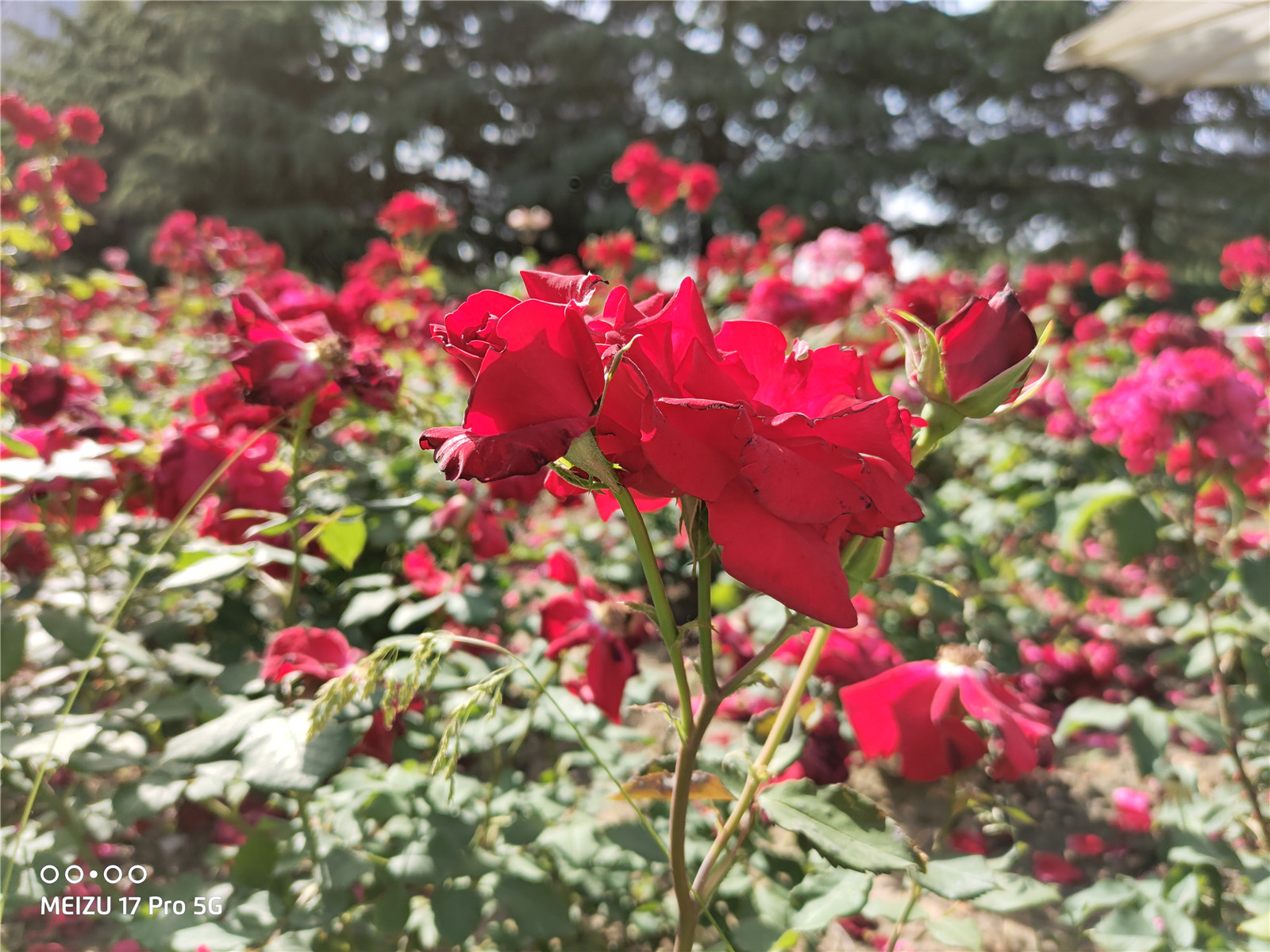 魅族17pro升级flyme9.2,魅族17pro无线充电