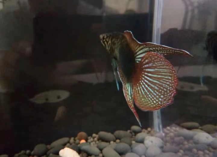 圆尾斗鱼能和泰国斗鱼杂交吗,圆尾斗鱼观赏鱼