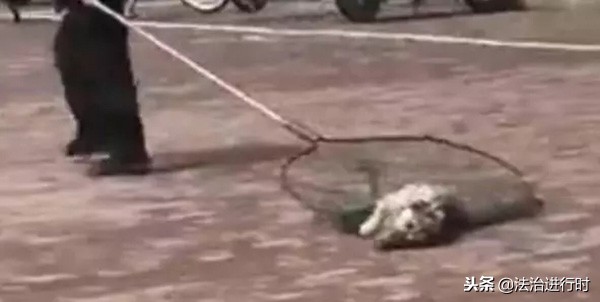 大学生宿舍养猪,当代大学生宿舍养猪的行为