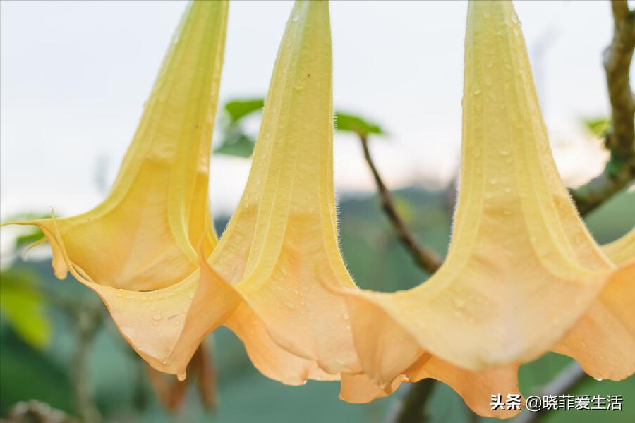 哪些花气味有毒不能养,哪10种花有毒